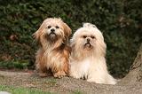 LHASSA APSO 145